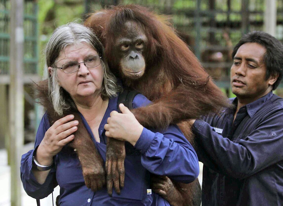 Dr. Birutė Galdikas: Orangutangų Globėja ir Primatologijos Pionierė